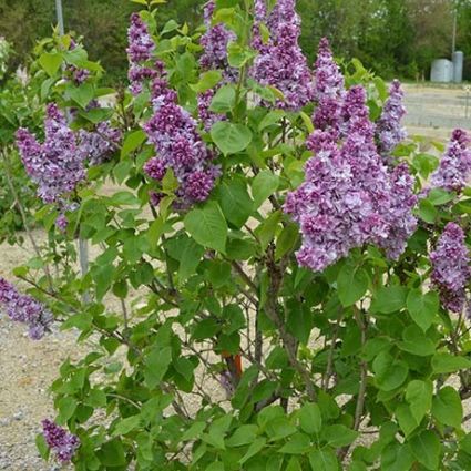 Katherine Havemeyer Lilac