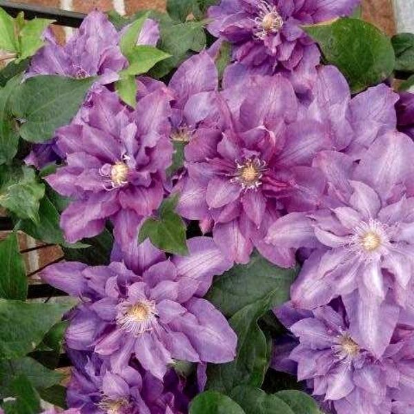 Vyvyan Pennell Clematis