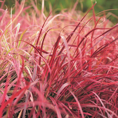 Graceful Grasses® Fireworks Pennisetum Grass