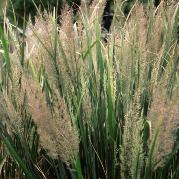 Korean Feather Reed Grass