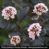 Summer Wine&reg; Ninebark Tree Form