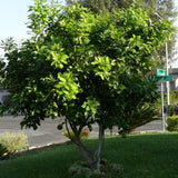 Ray Ruby Grapefruit Tree