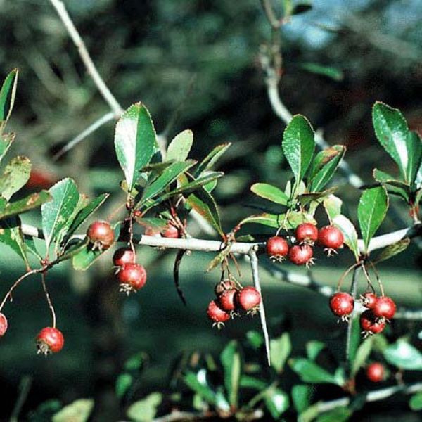 Thornless Cockspur Hawthorn