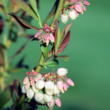 Patriot Blueberry Bush