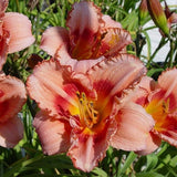 Strawberry Candy Daylily