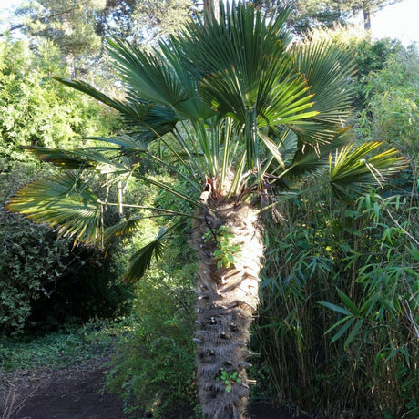 Windmill Palm Tree