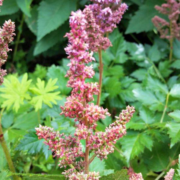 Visions Astilbe