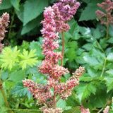 Visions Astilbe