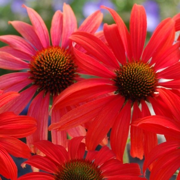 PRAIRIE STARS&trade; Tomato Soup Coneflower