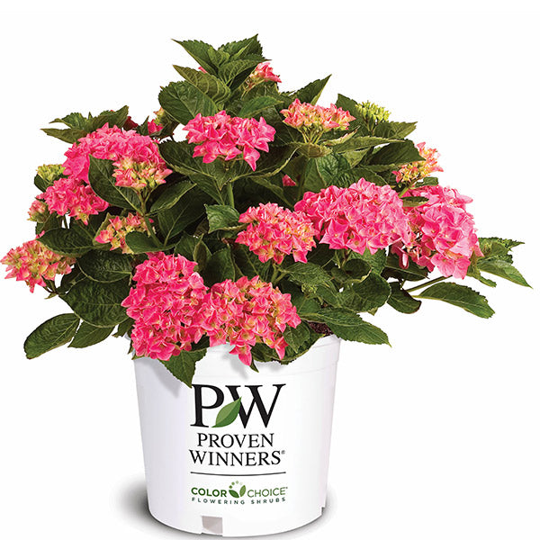 Cityline&reg; Vienna Bigleaf Hydrangea