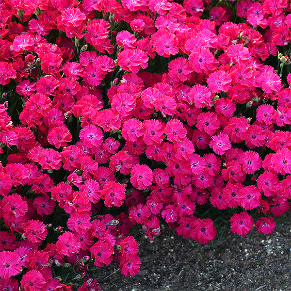 Dianthus Paint The Town Red