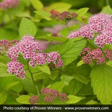 Proven Winner&reg; Color Choice&reg; Double Play Big Bang&reg;Spiraea