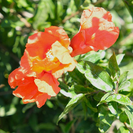 Desertnyi Pomegranate