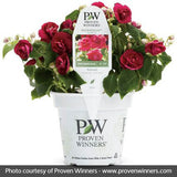 Rockapulco&reg; Purple Double Impatiens