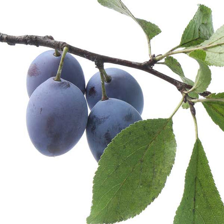 Brooks Plum Tree