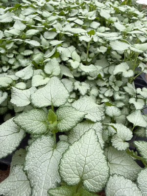 Purple Dragon Dead Nettle displays distinctive silver-white foliage with prominent green veining in a dense perennial groundcover planting.