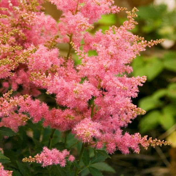 Country and Western Astilbe