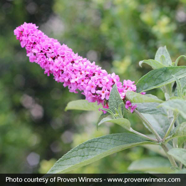 Proven Winners&reg; ColorChoice&reg; Lo & Behold&reg; Pink Micro Chip Butterfly Bush