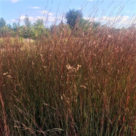 Blaze Little Bluestem Grass