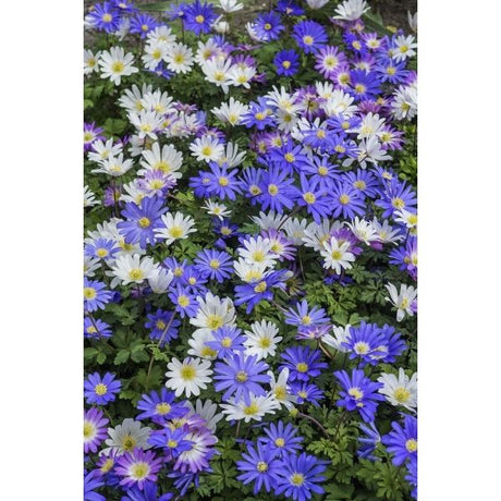 Blanda Anemone Mix