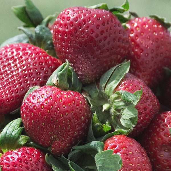 Sparkle Strawberry Plant