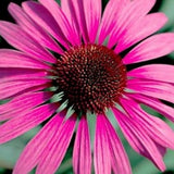 Ruby Giant Coneflower