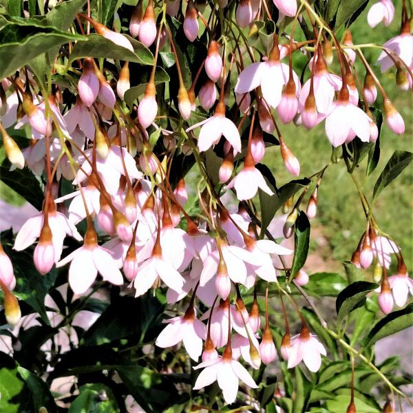 Marley's Pink Japanese Snowbell