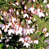 Marley's Pink Japanese Snowbell