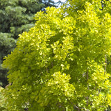 Golden Spirit Smokebush