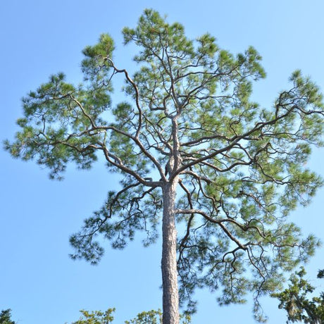 Loblolly Pine Tree