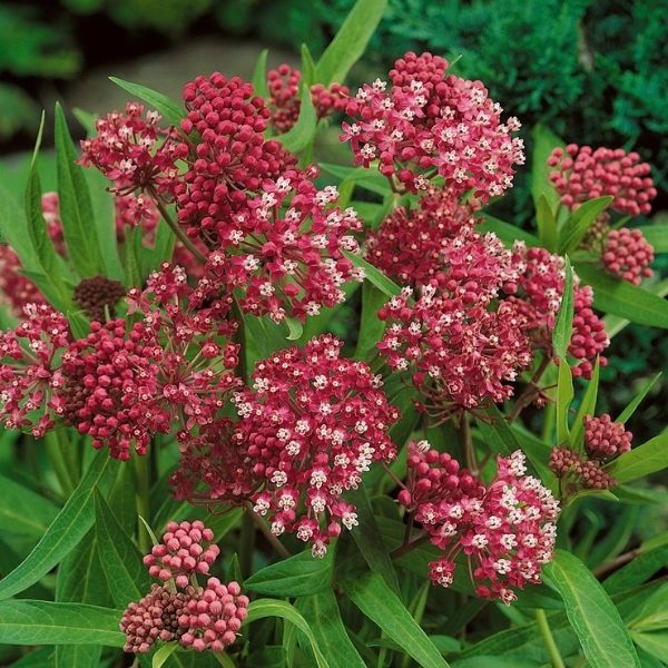 Soulmate Swamp Milkweed