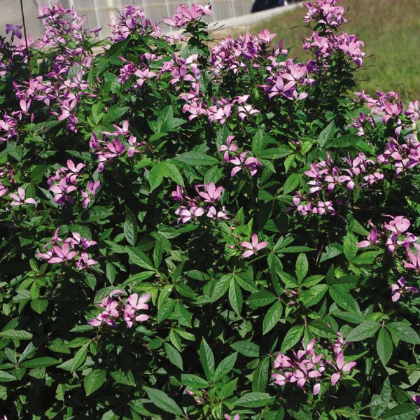 Senorita Rosalita Cleome