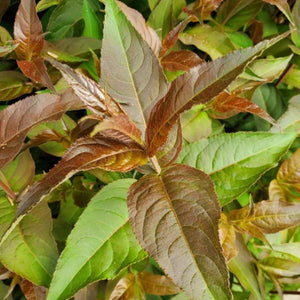 Ru-Bee Wren™ Bush Honeysuckle