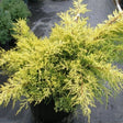 Saybrook Gold Juniper