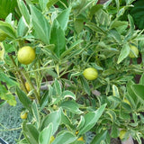 Centennial Variegated Kumquat Tree