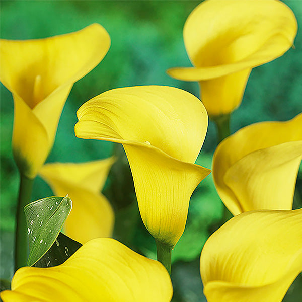 Sunshine Calla Lily