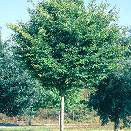 Green Vase Zelkova