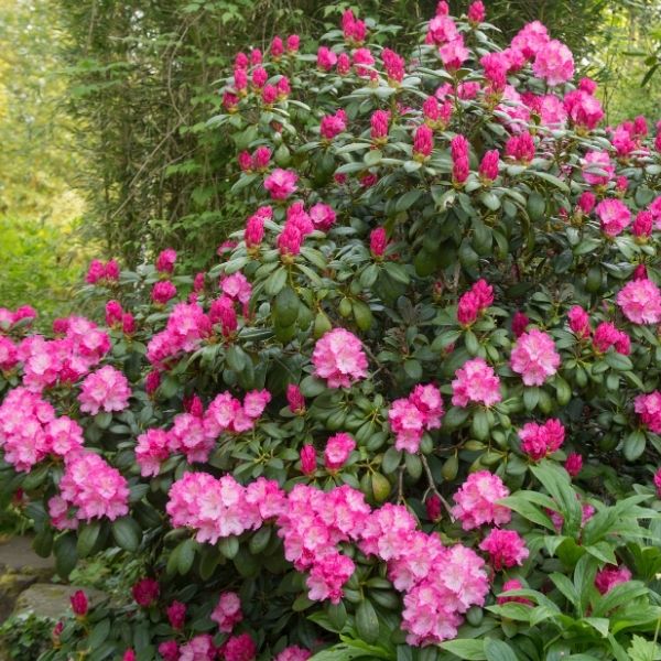 Hachmann's Polaris Rhododendron