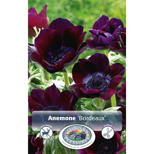 Bordeaux Anemone