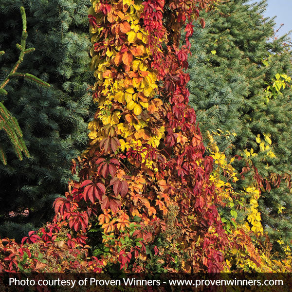 Yellow Wall Virginia Creeper