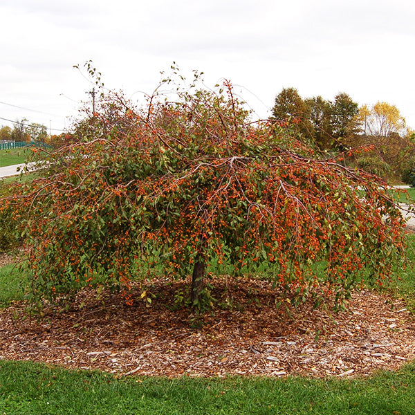 Louisa weeping crabapple with fruit on cascading branches in fall