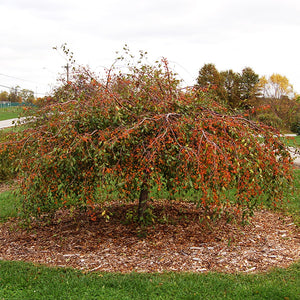 Louisa weeping crabapple with fruit on cascading branches in fall