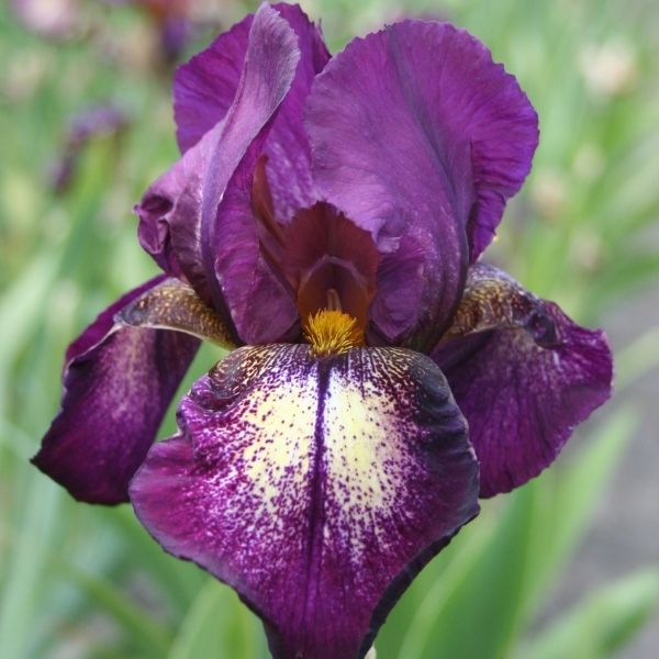 Attention Please Tall Bearded Iris