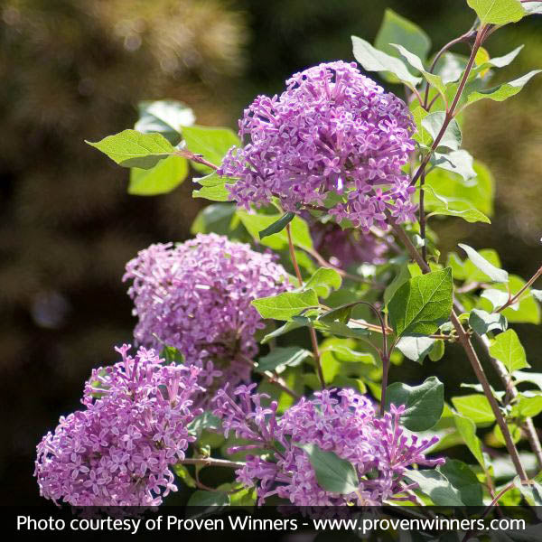 Bloomerang&reg; Lilac