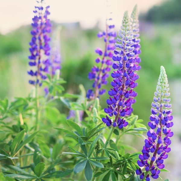 Wild Lupine