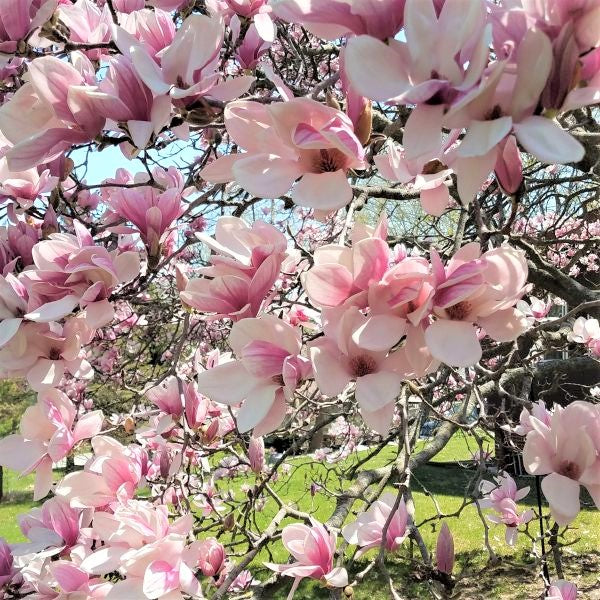 Saucer Magnolia