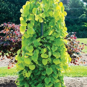 Golden Falls? Weeping Redbud Tree