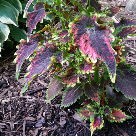 Coleus Sky Fire