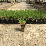 Zenith&reg; Zoysia Grass Plugs