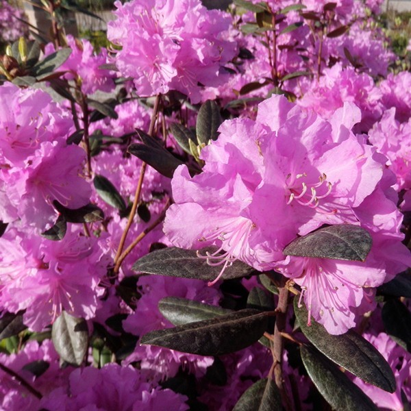 P.J.M. Rhododendron